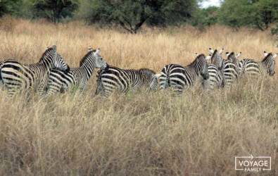 safari en famille tanzanie